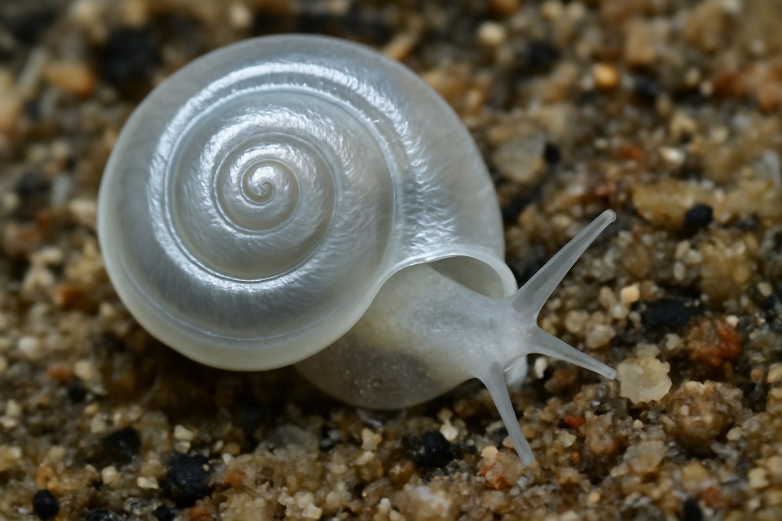 Scissurella laevis
