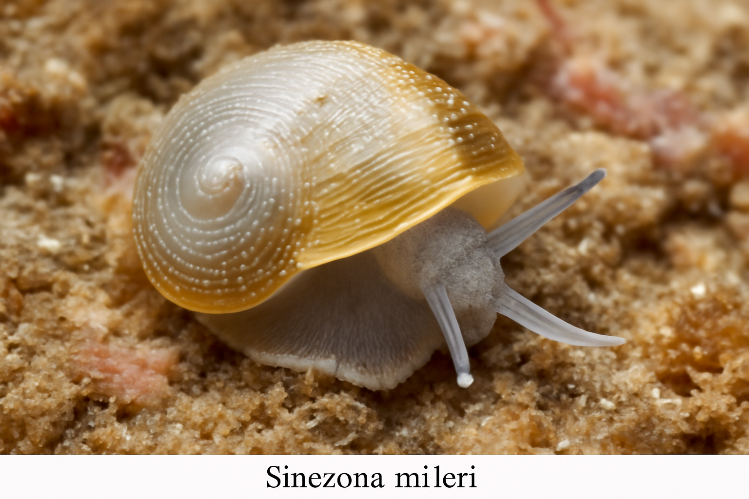 Sinezona milleri