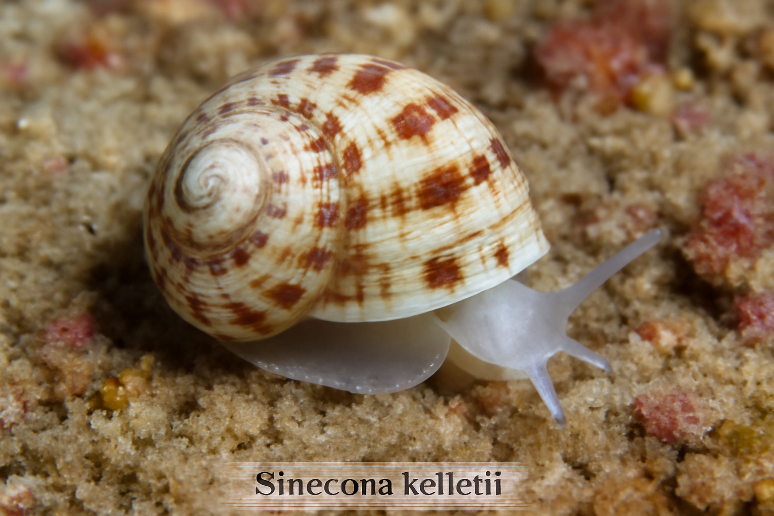 Sinezona kelletii