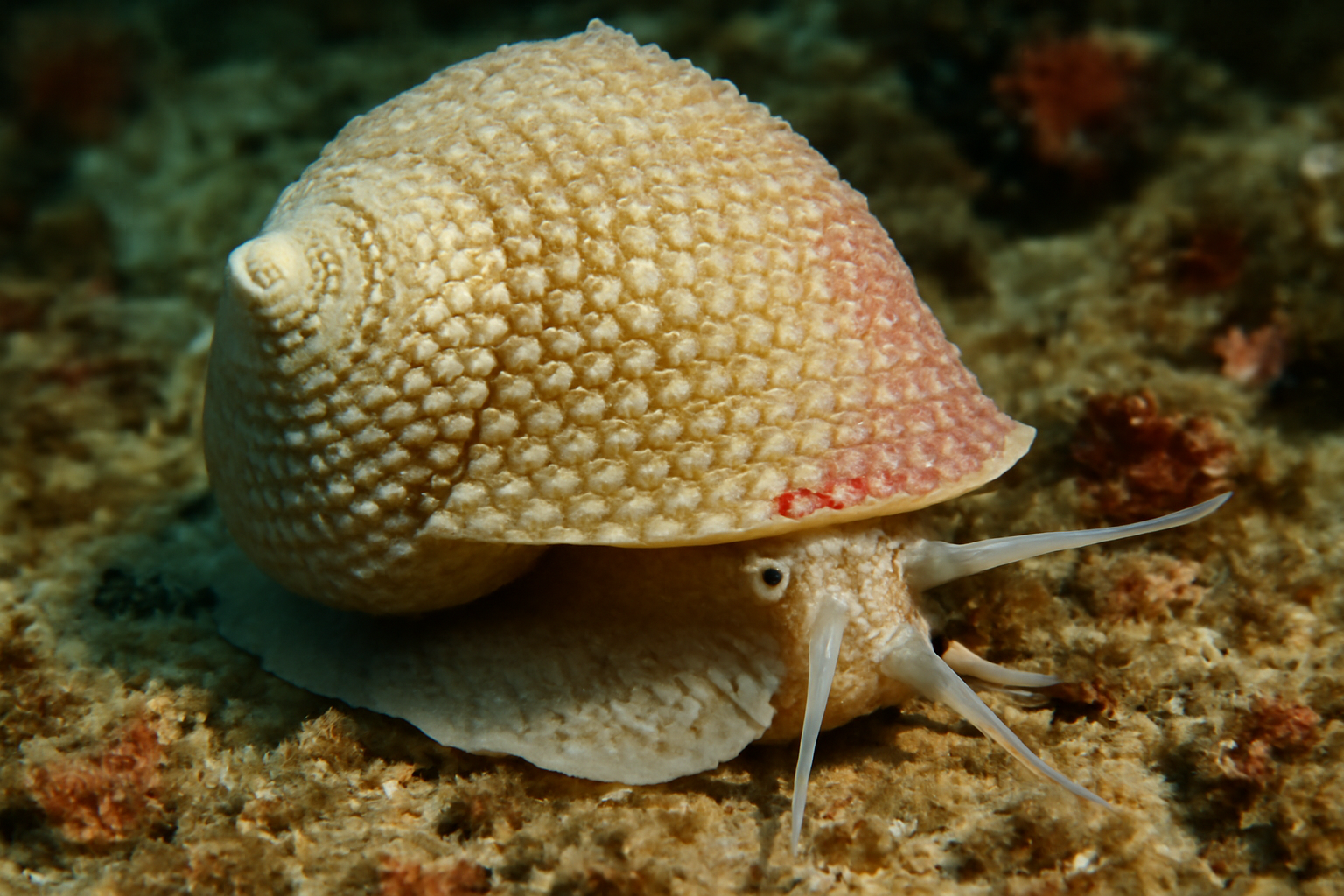 Granular slit shell