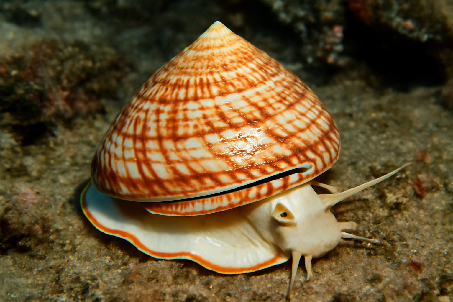 Tropical slit shell