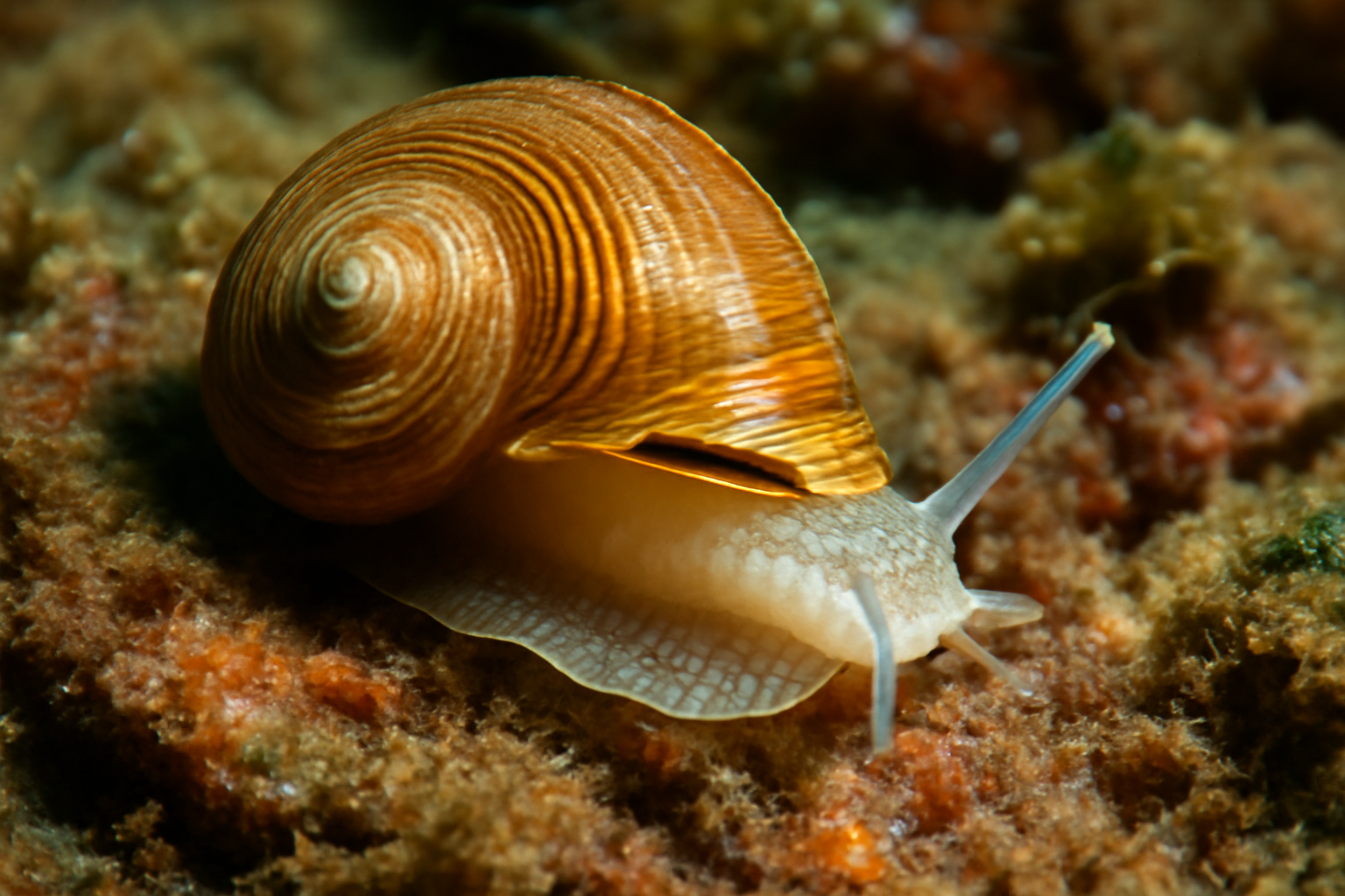 Minute slit shell