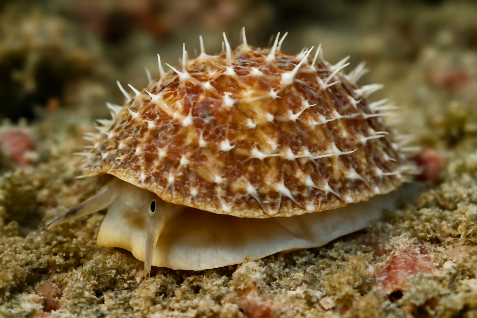 Prickly Slipper Snail