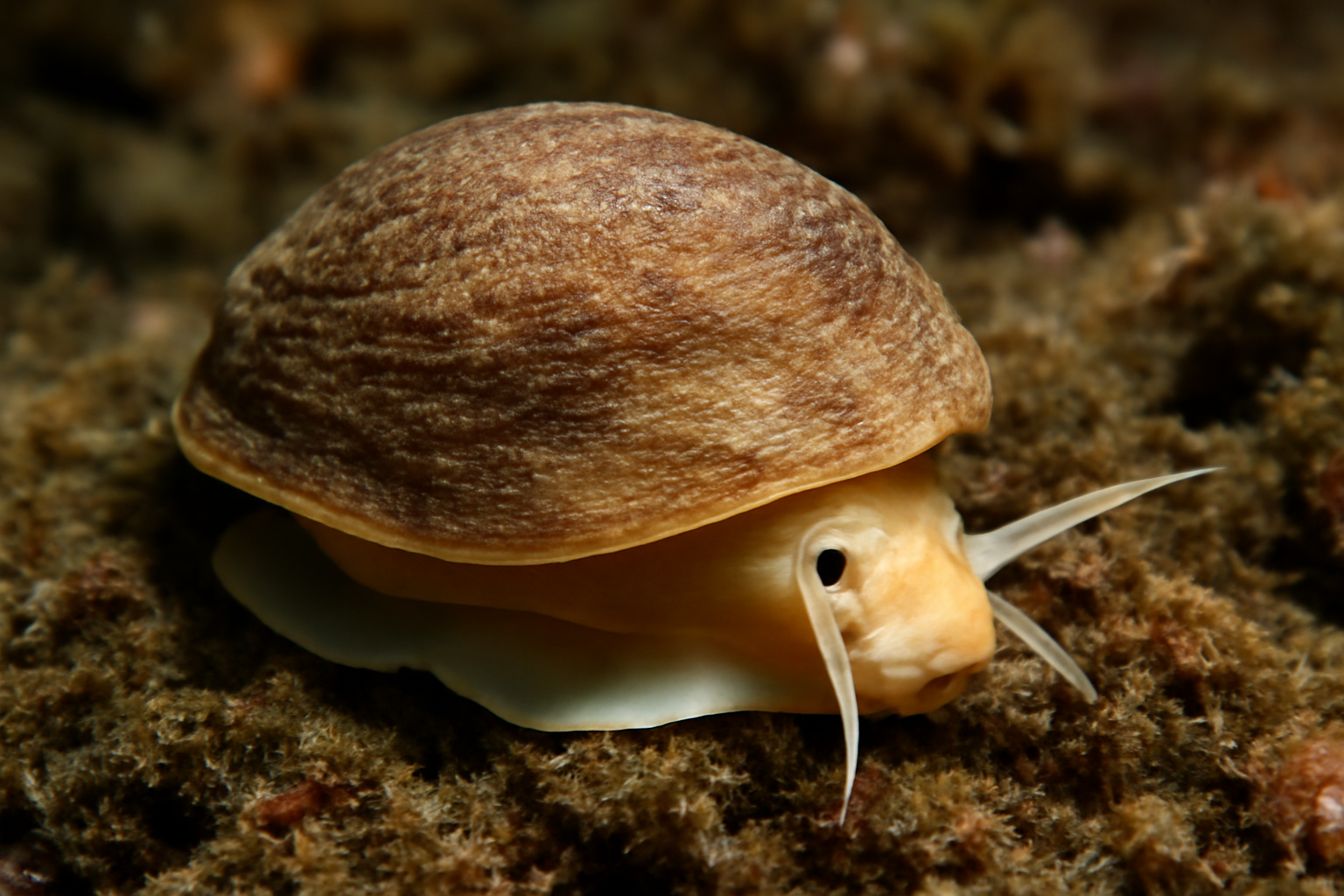 Pacific Slipper Snail