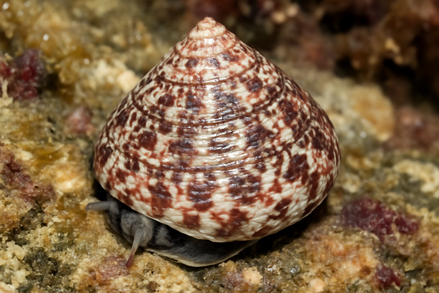 Marble top shell