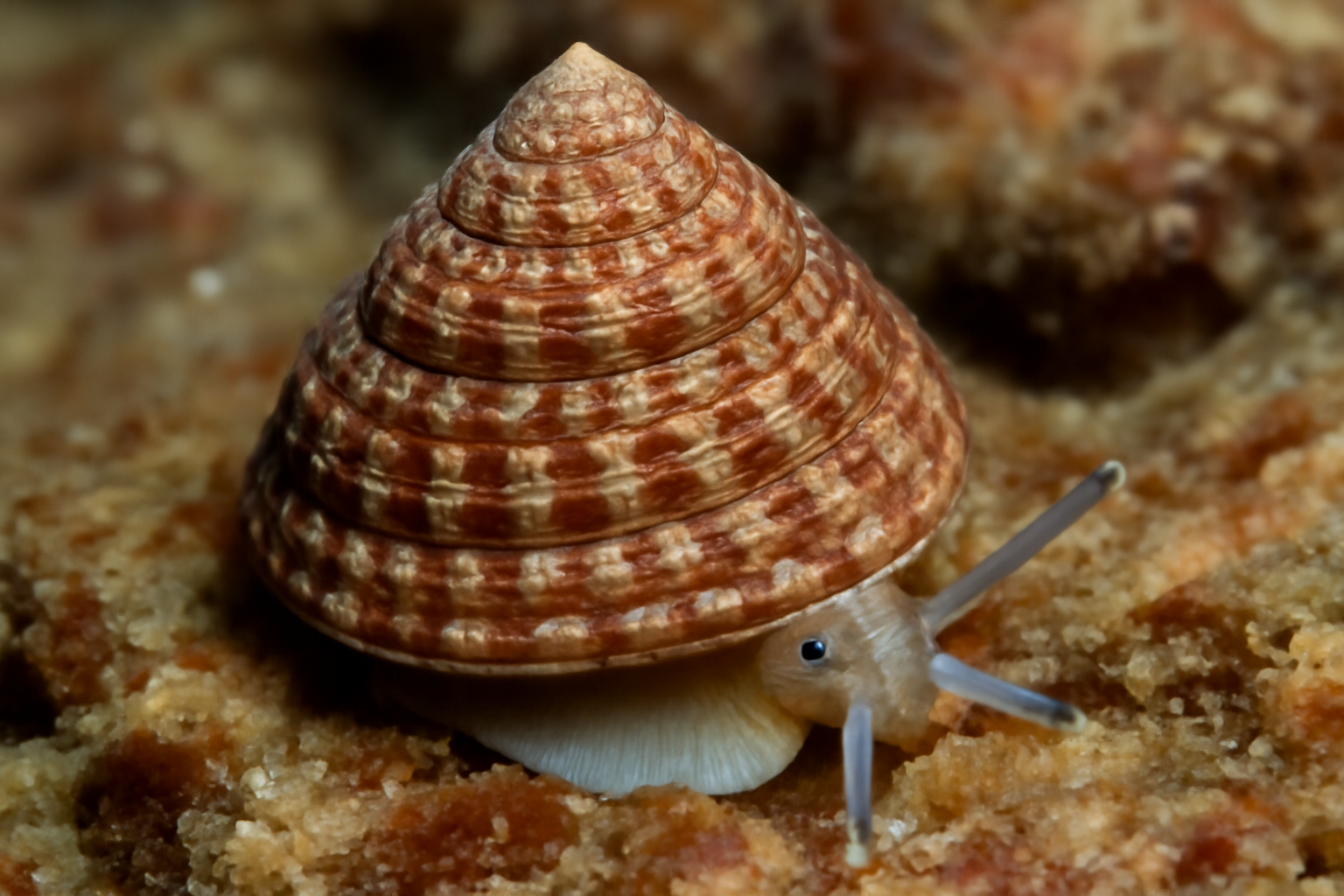 Granulated top shell