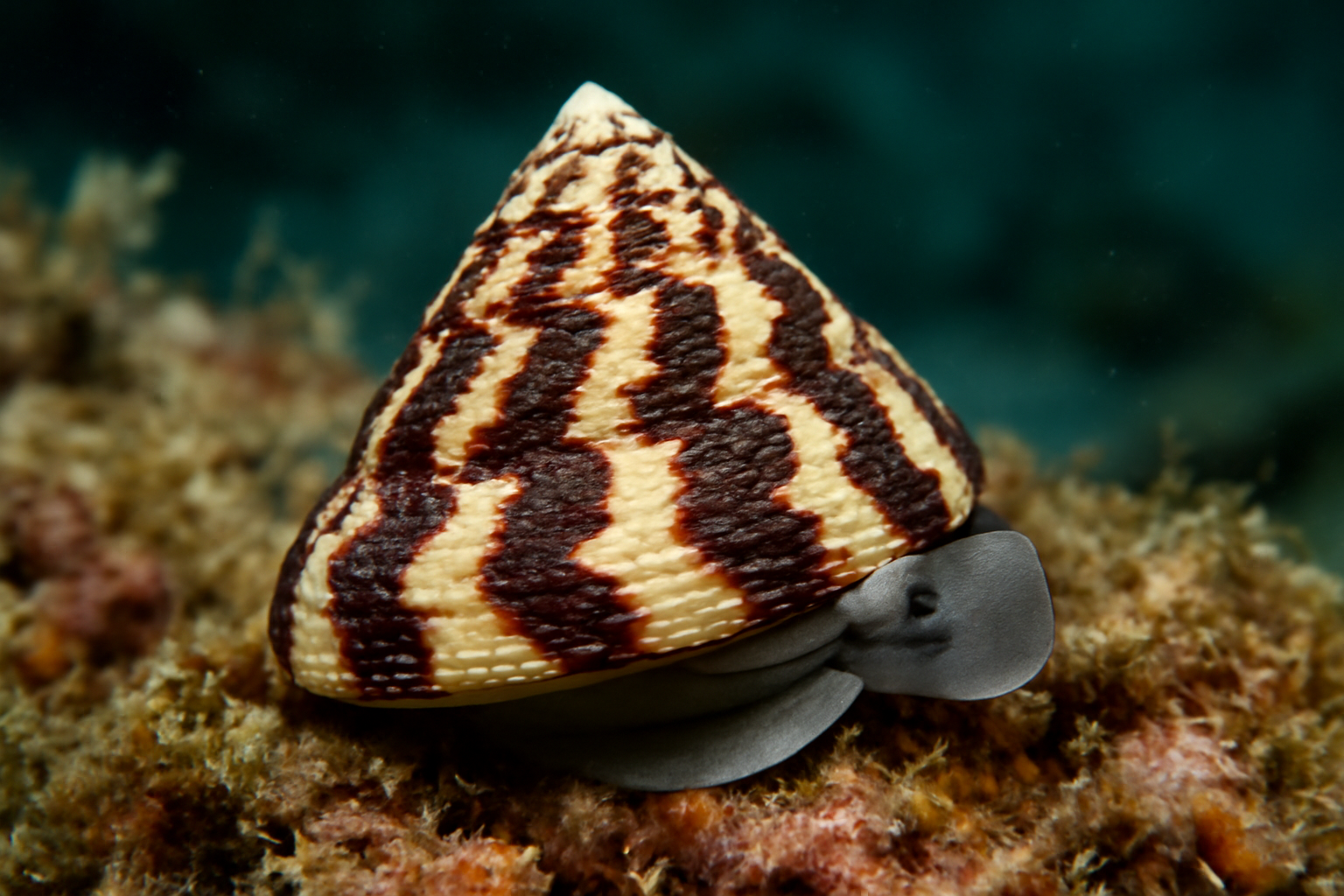 Tiger top shell