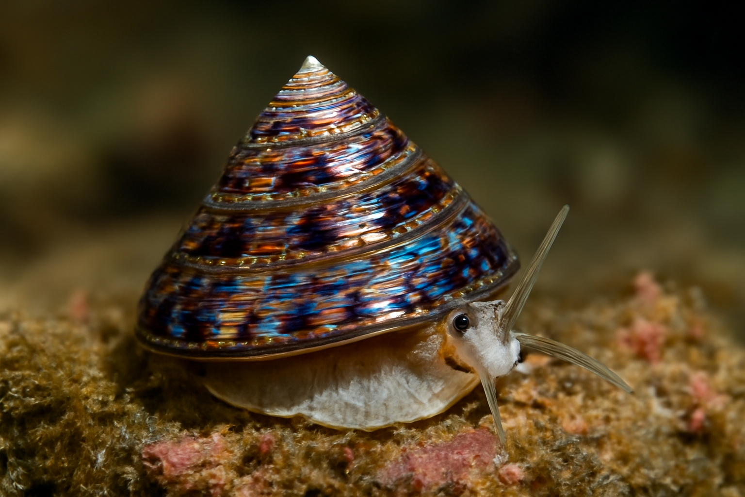 Jewel top shell