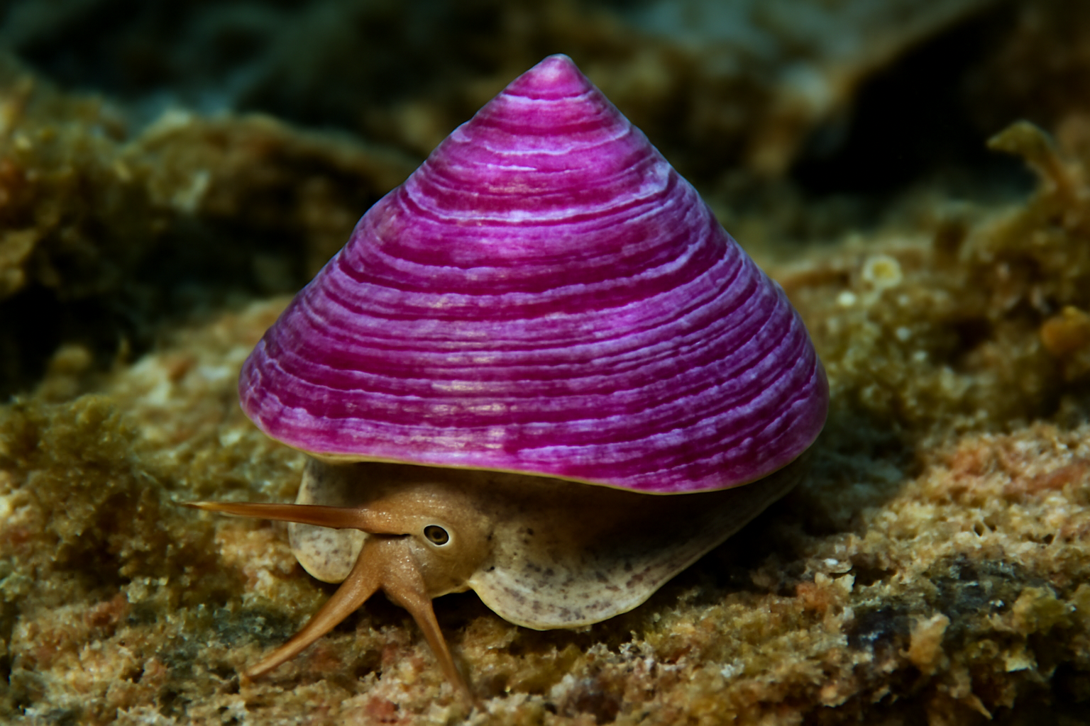 Purple top shell