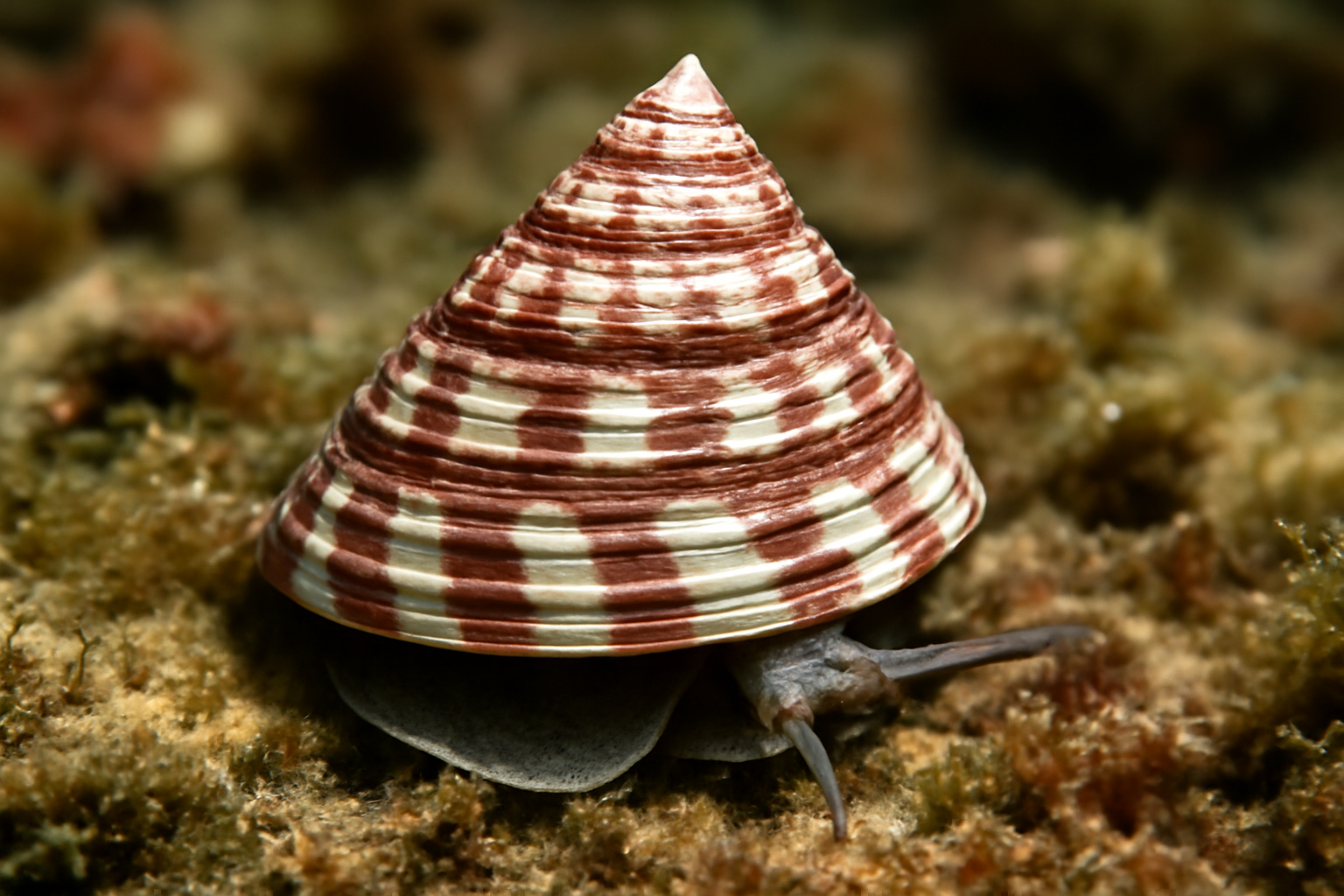 Striped top shell