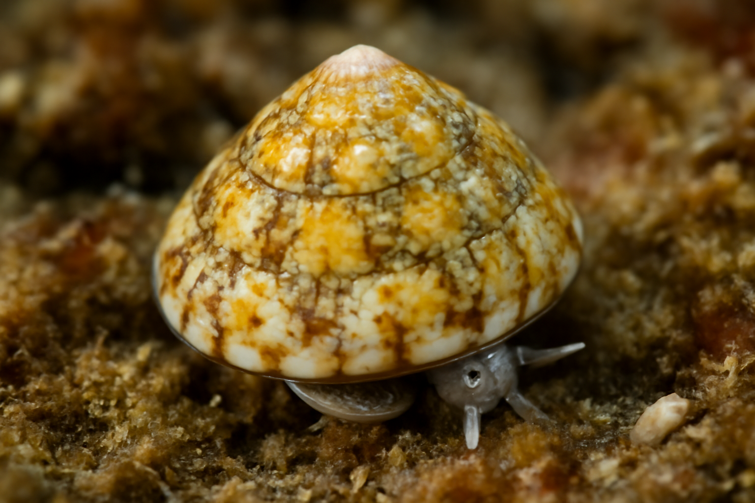 Gibbula nivosa