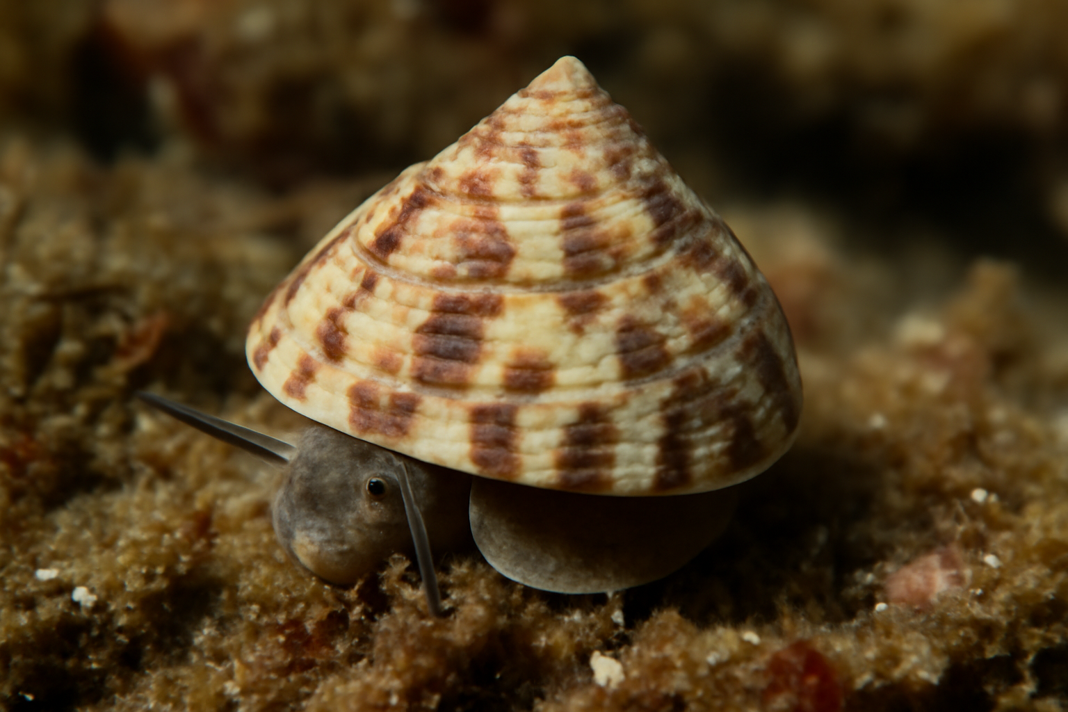 Gibbula varia
