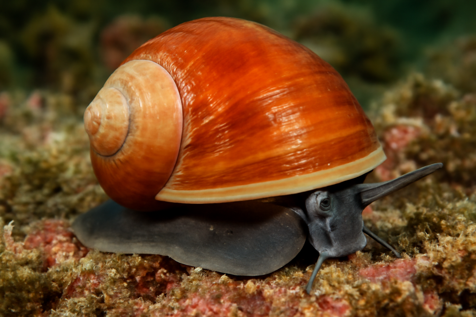 Norris' Top Snail