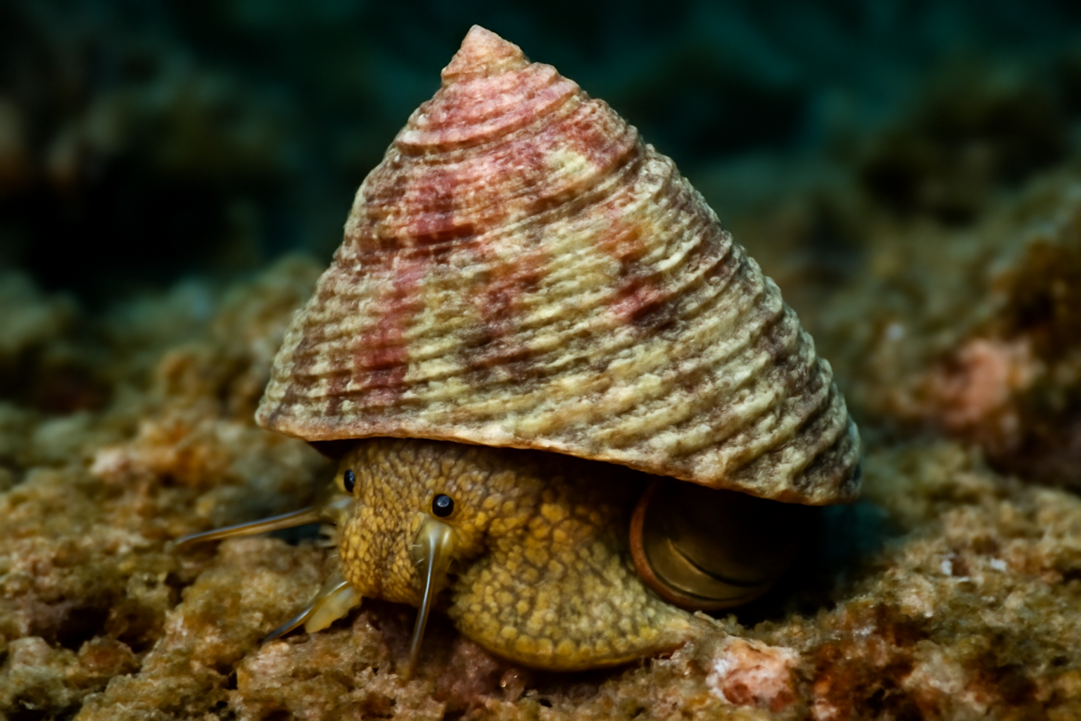 Top Shell
