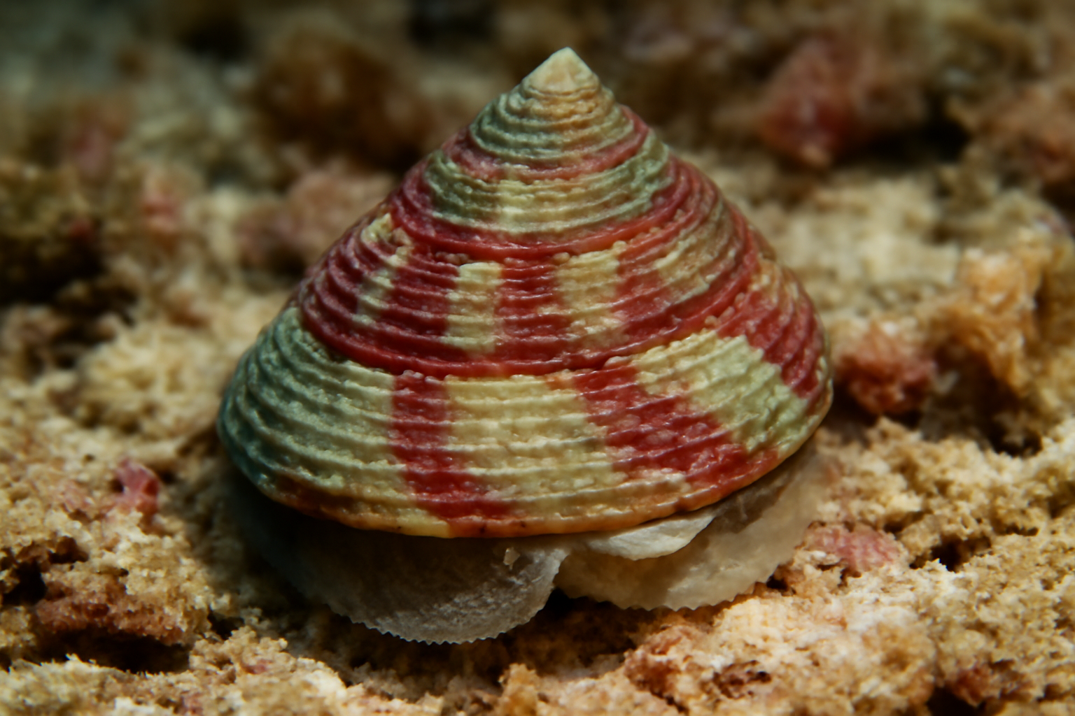 Trochus Shell