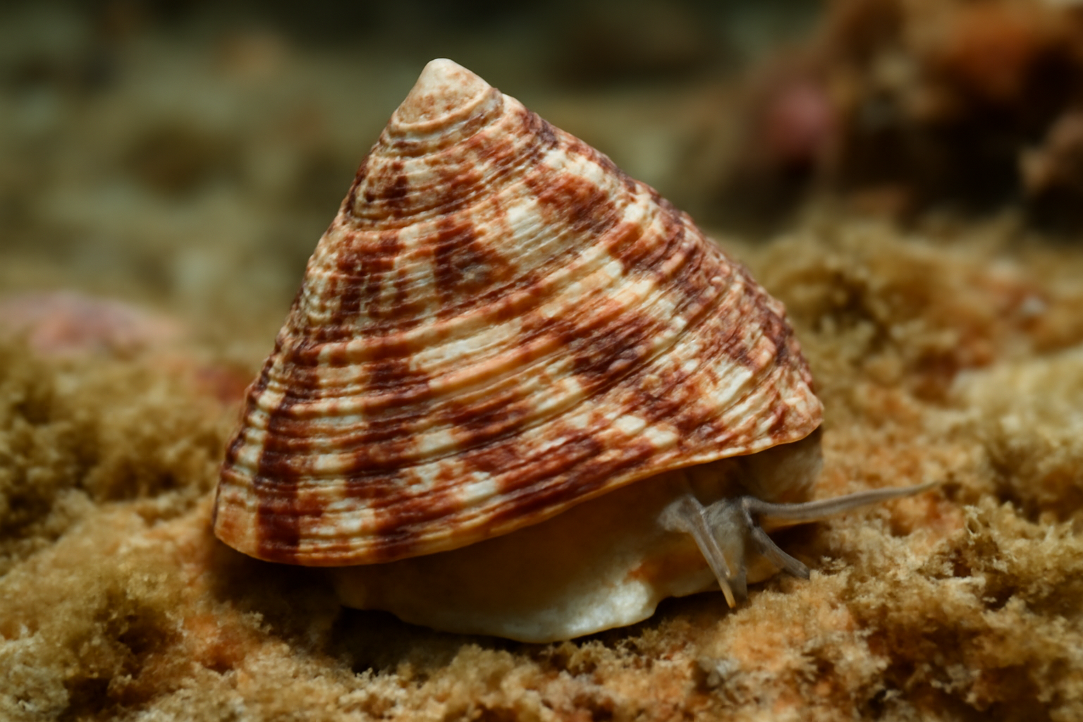 Common Top Shell