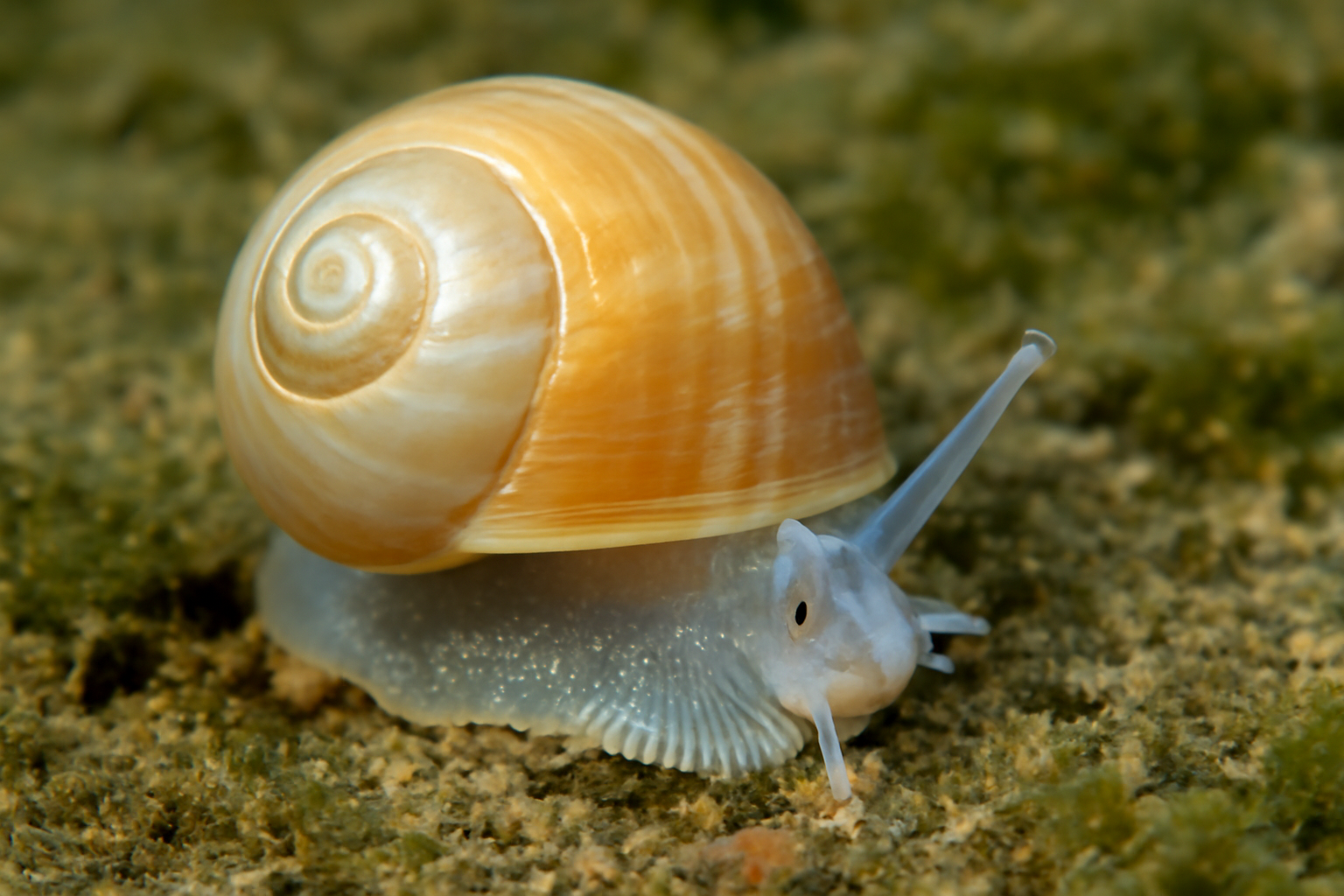 Arctic Margarite