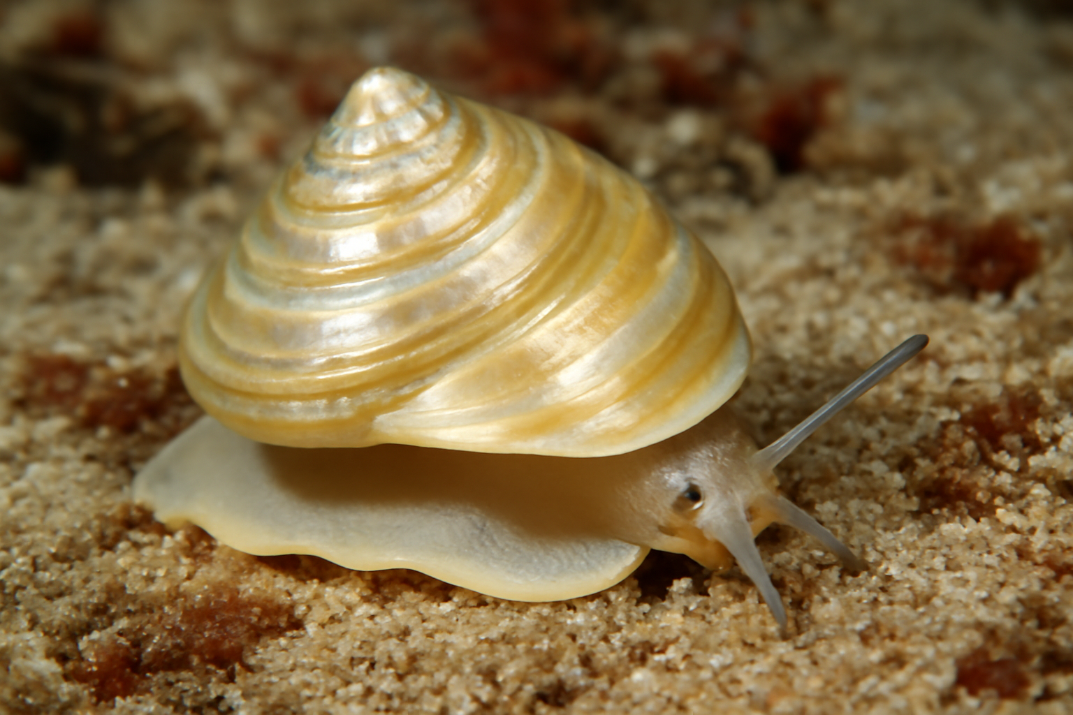 Pearly Top Snail
