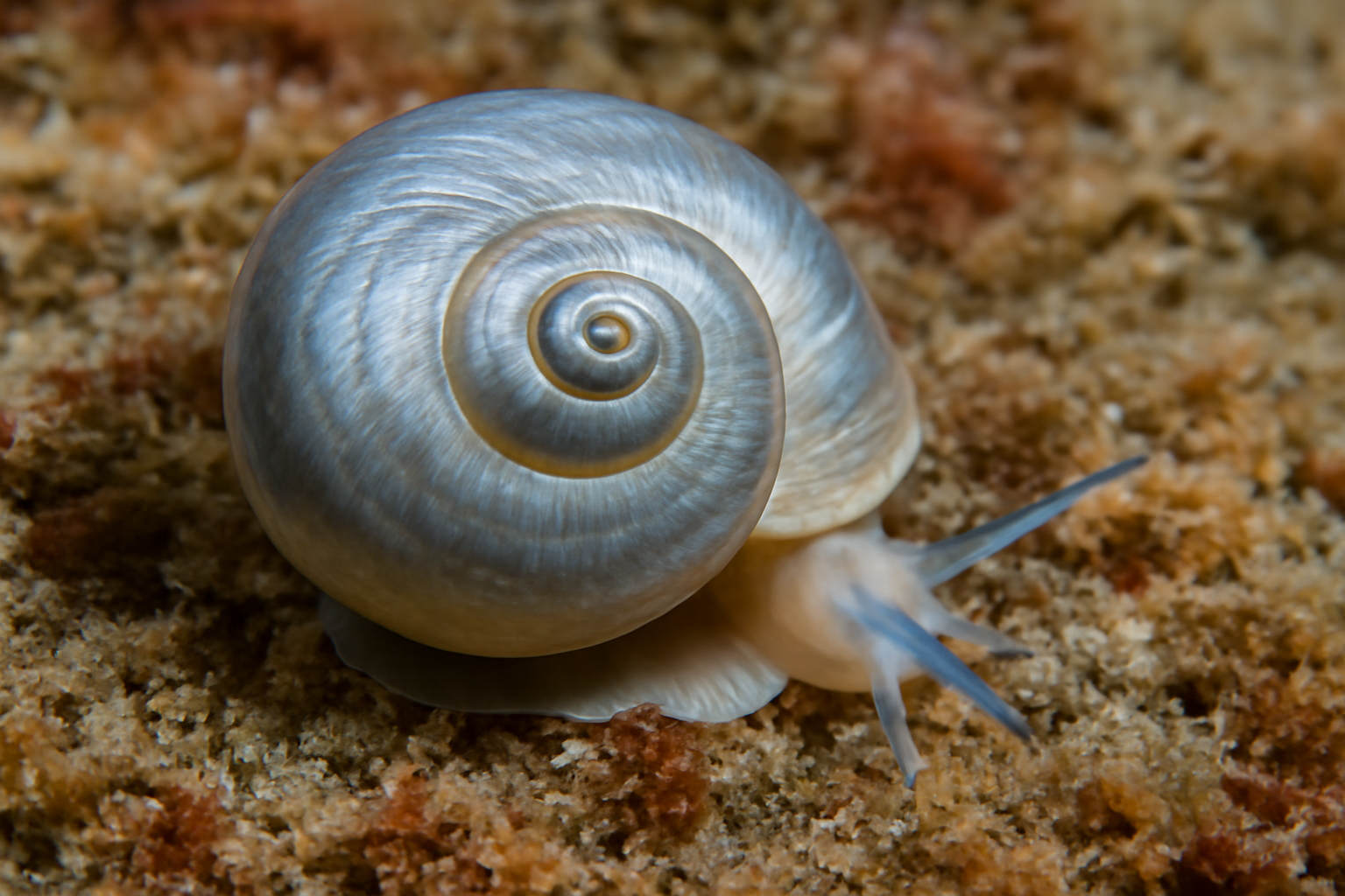 Silver Margarite