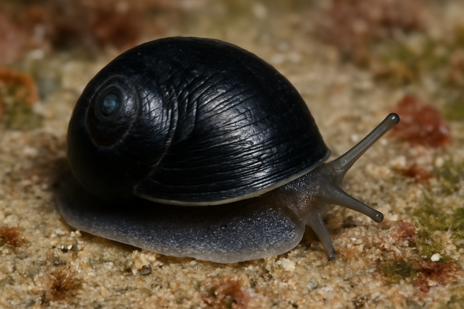 Black Margarite