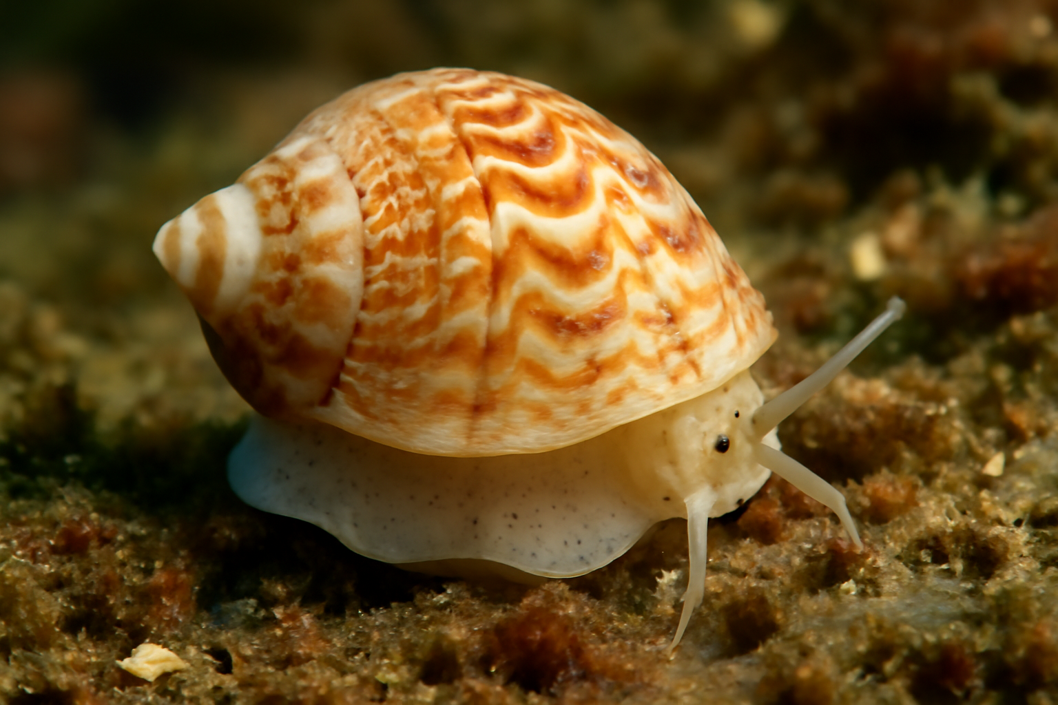 Pheasant Shell