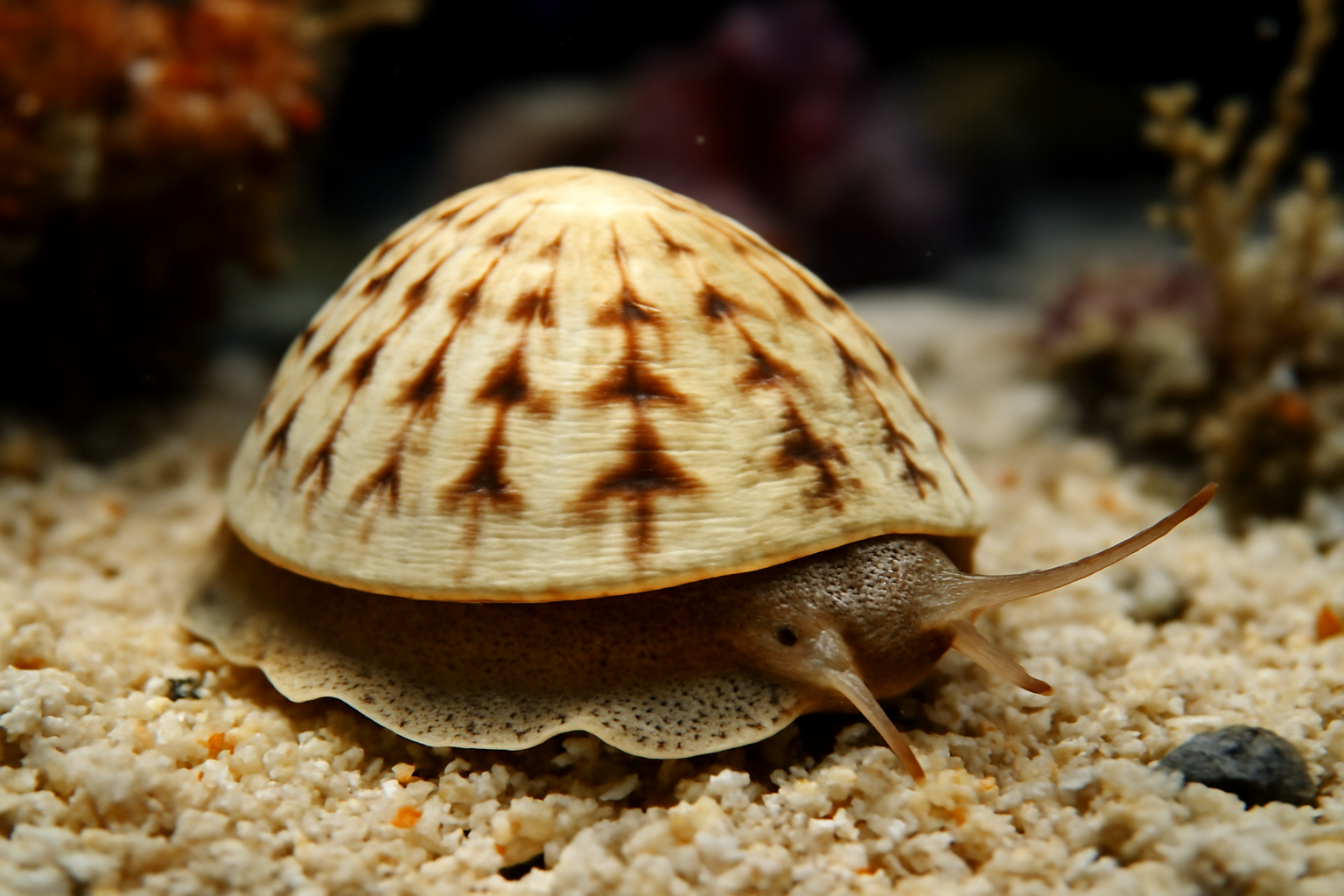 Maoricrypta Clanculus