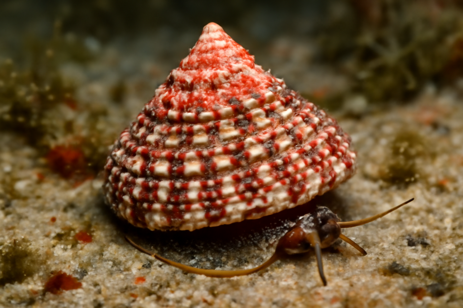 Granulated Clanculus