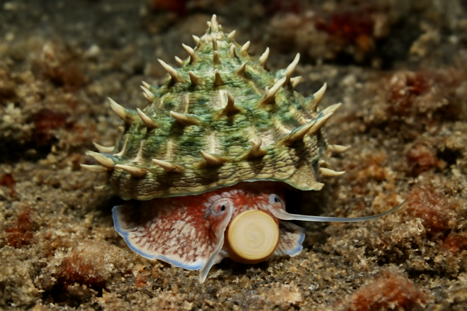 Stellate Turban