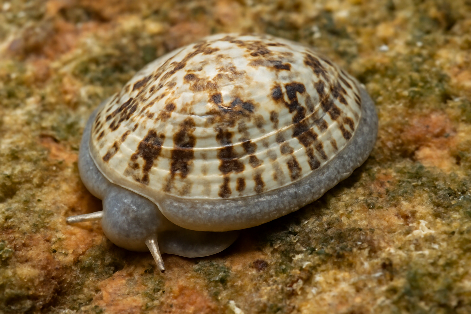 Fijian False Limpet