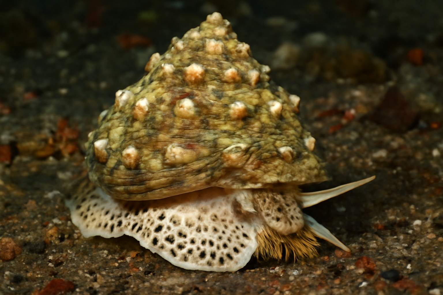 Stellar Turban