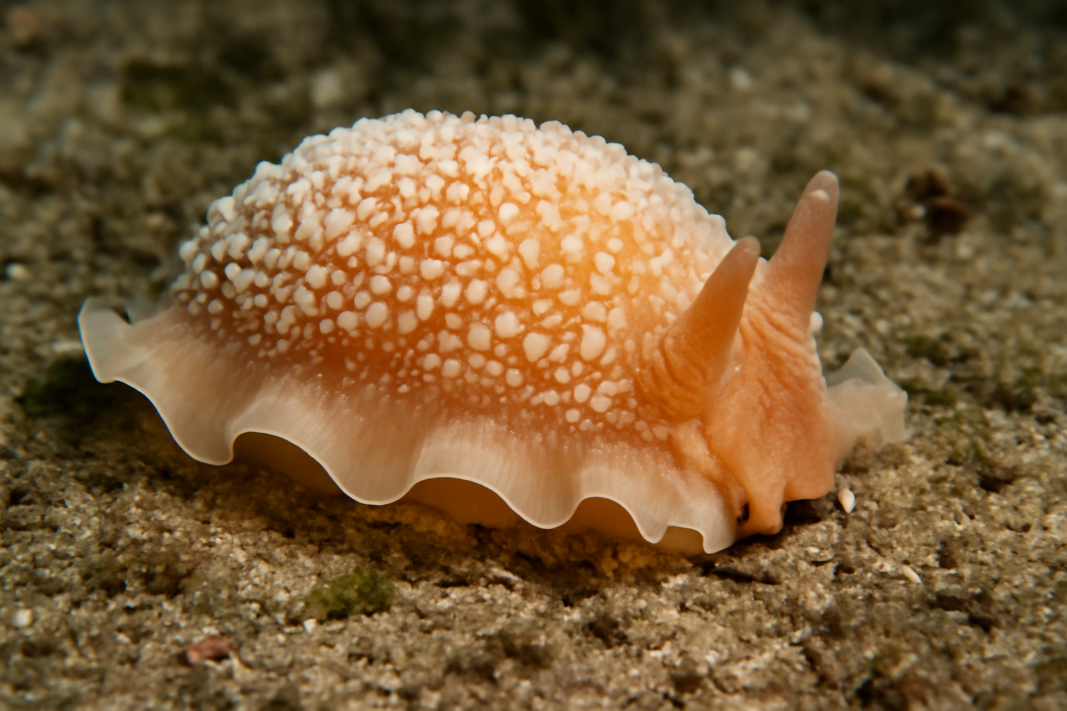 Umbrella Slug