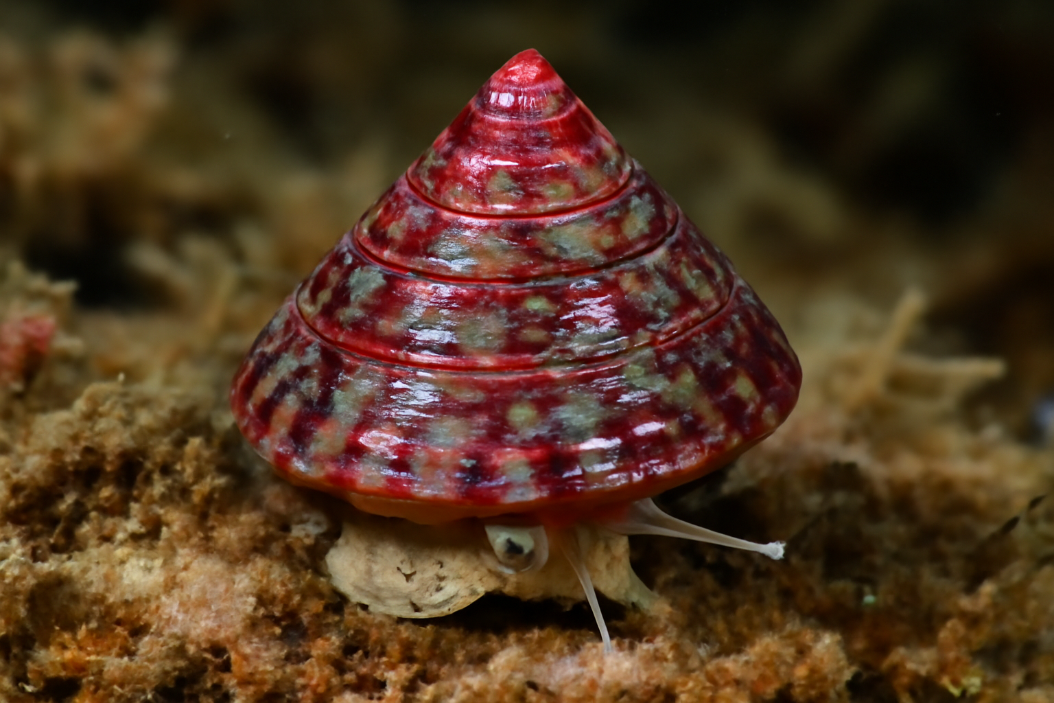 Splendid Top Shell