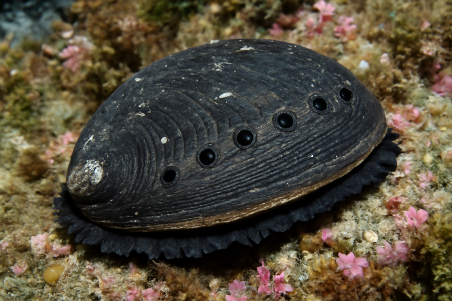 Black Abalone
