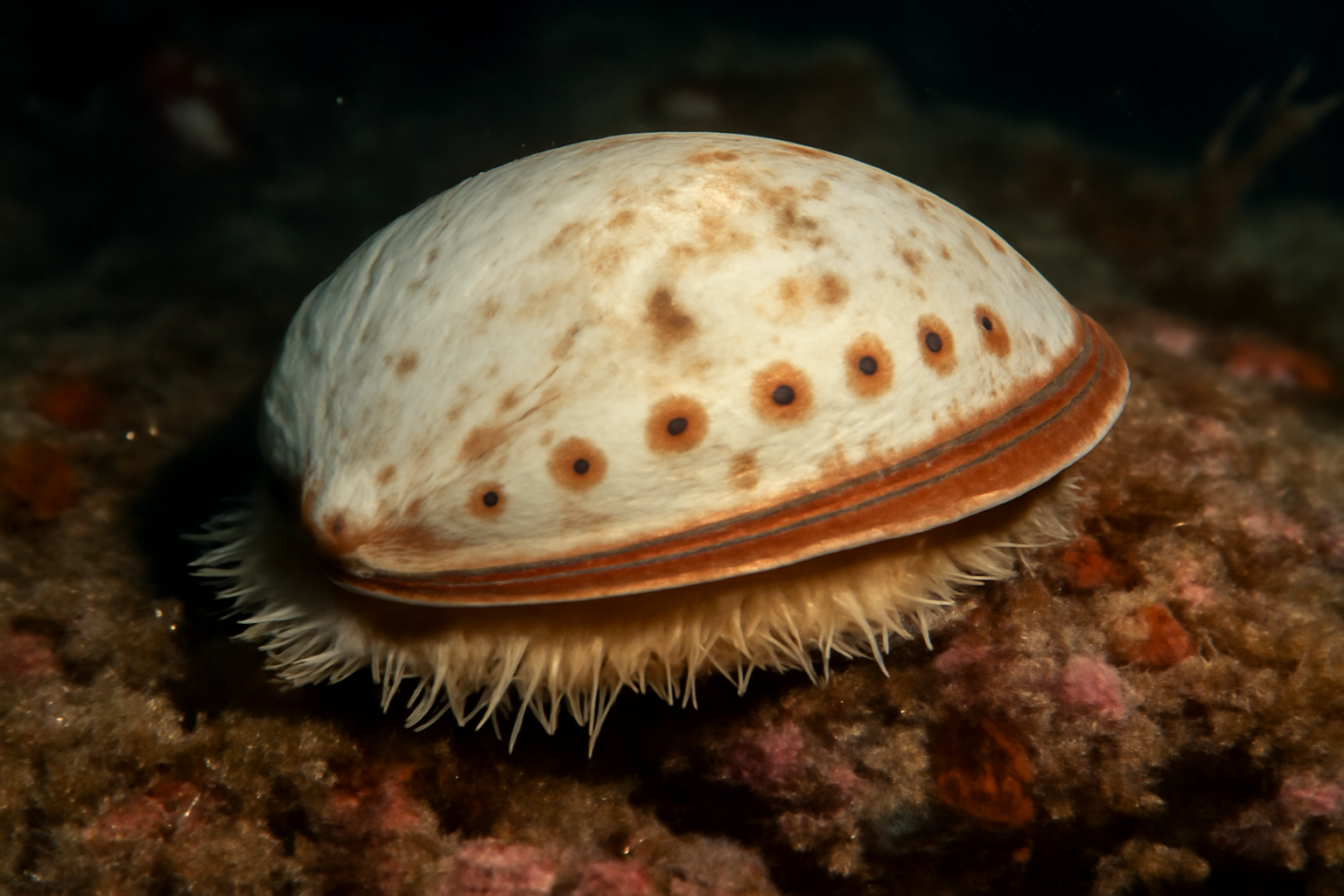 White Abalone