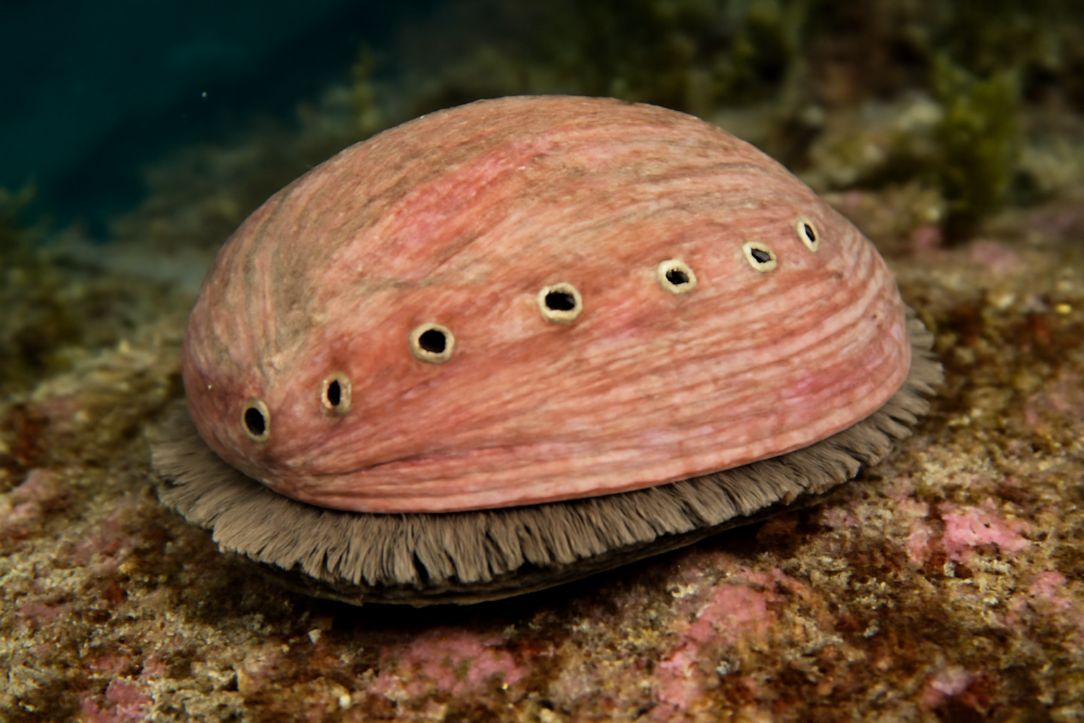 Pink Abalone
