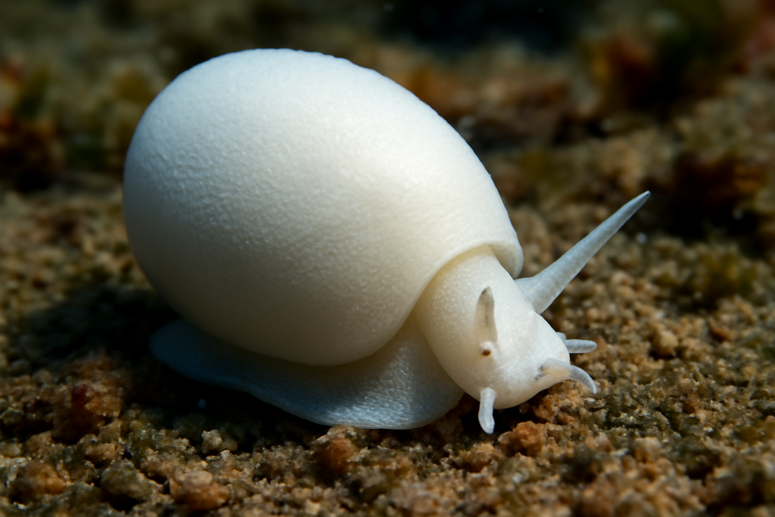 White velvet snail
