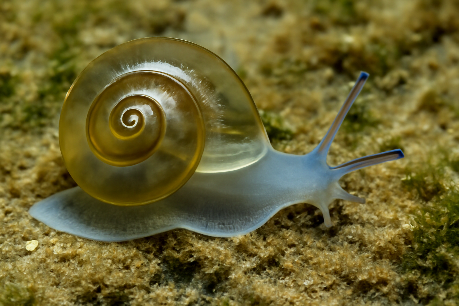 Indian glassy snail
