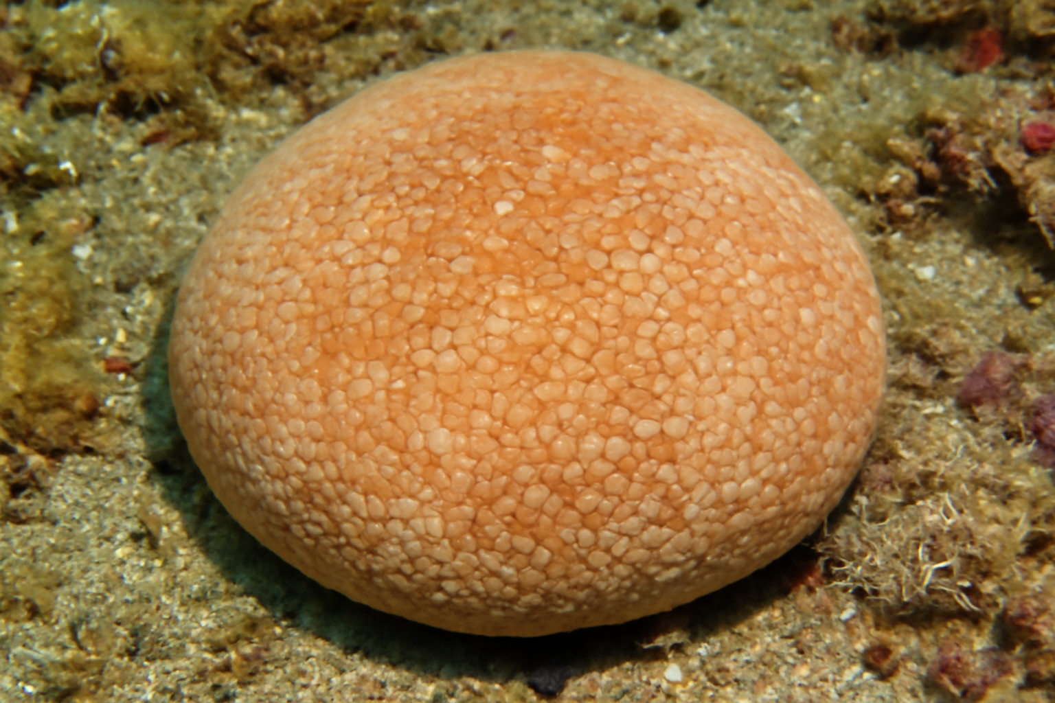 Cushion Star