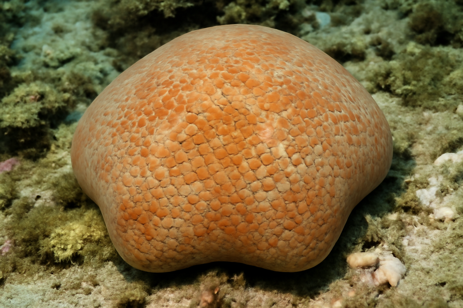 Cushion Sea Star