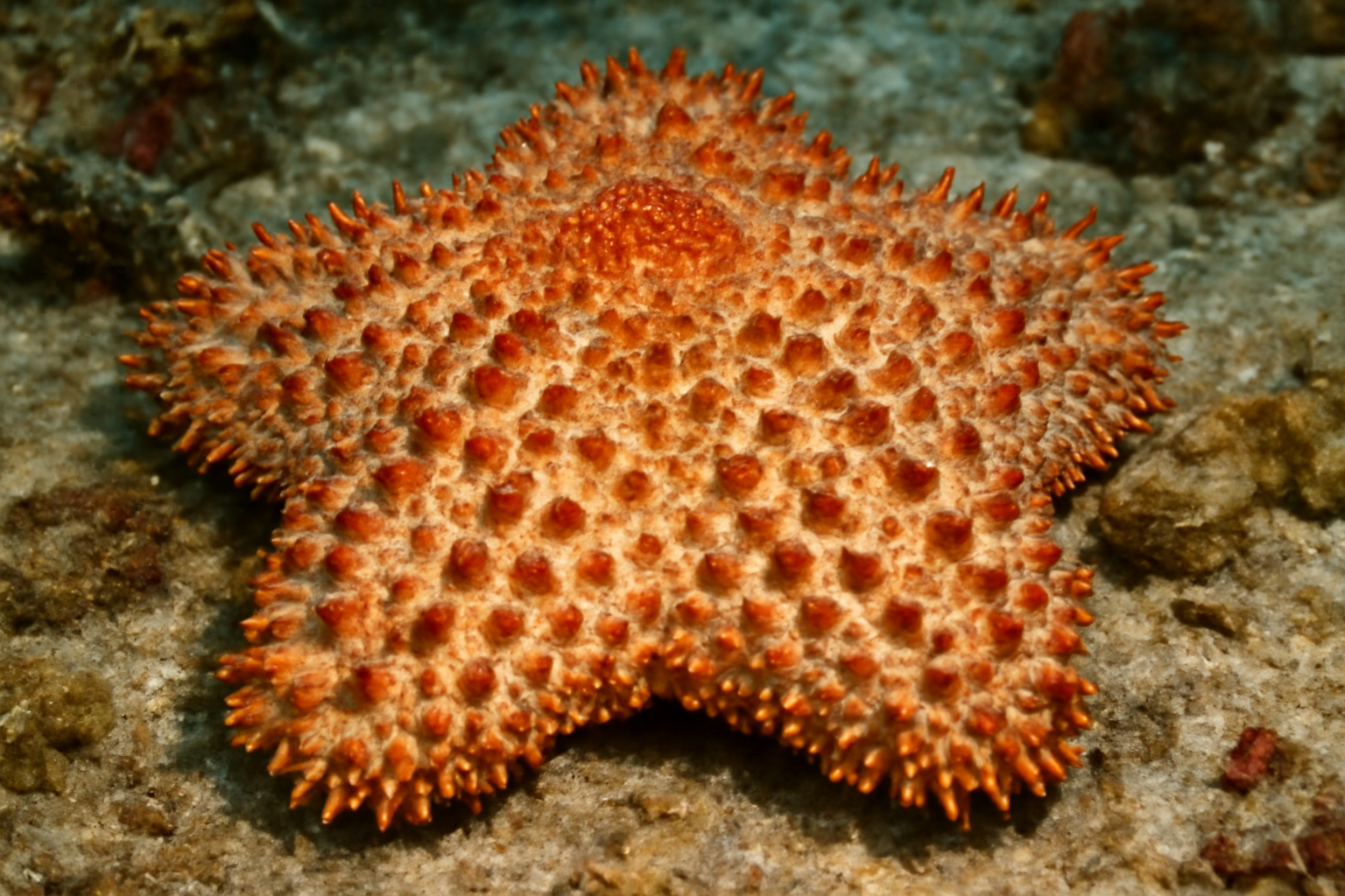 Spiny Cushion Star
