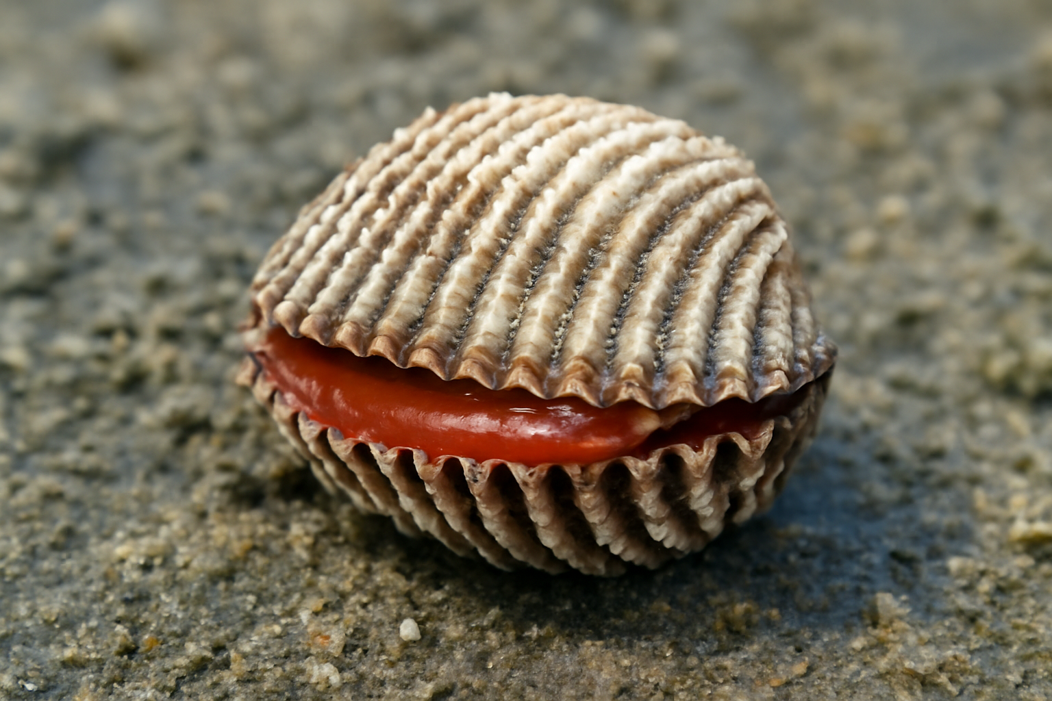 Blood cockle
