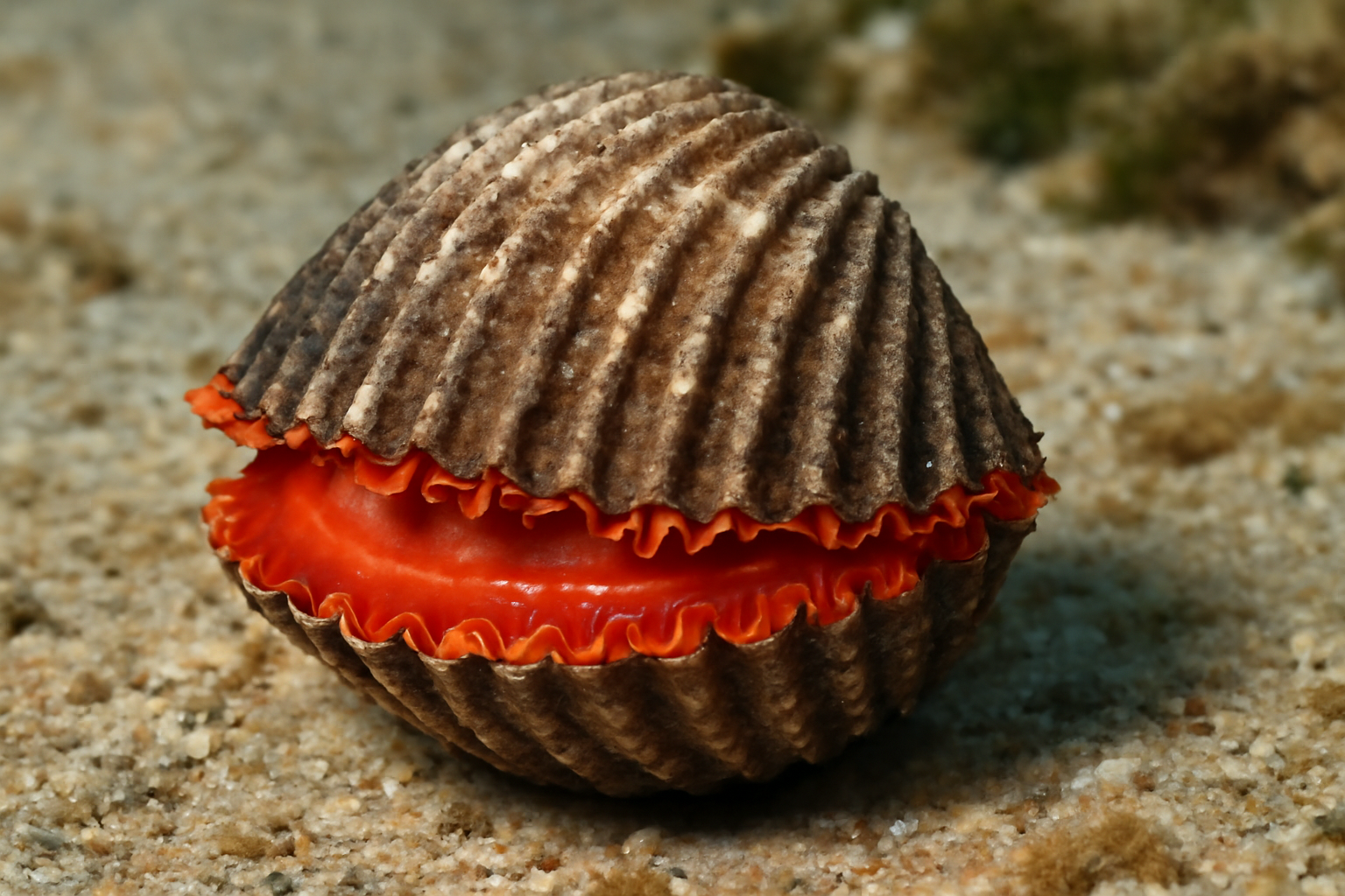 Senegal blood cockle