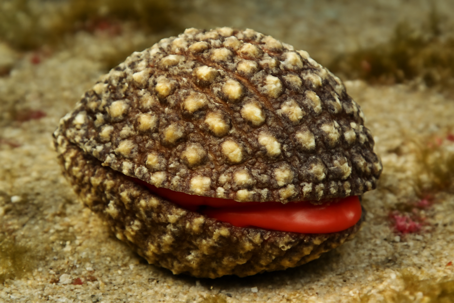 Bumpy blood cockle