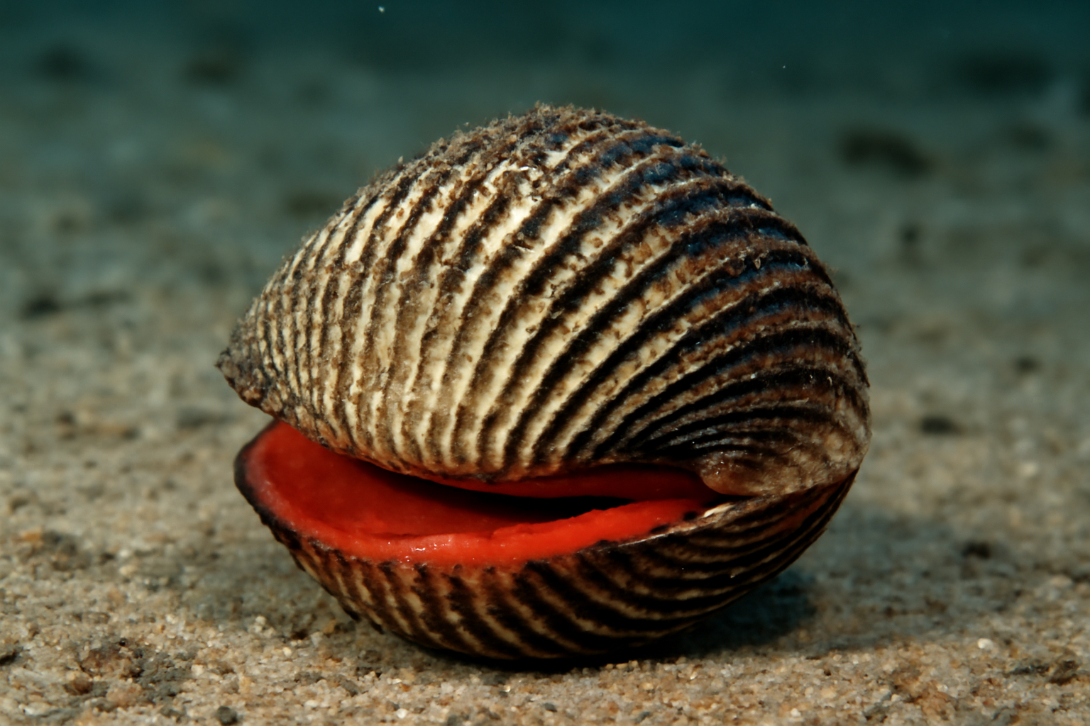 Giant blood cockle