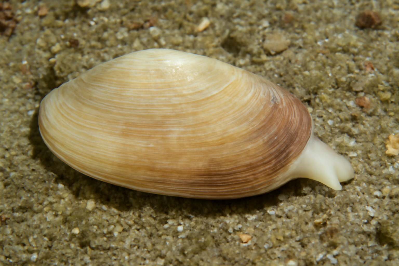 Smooth Duck Clam