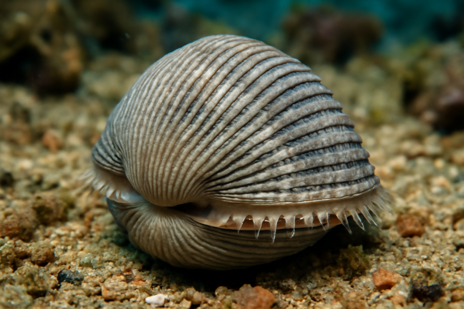 Gray Ark Clam
