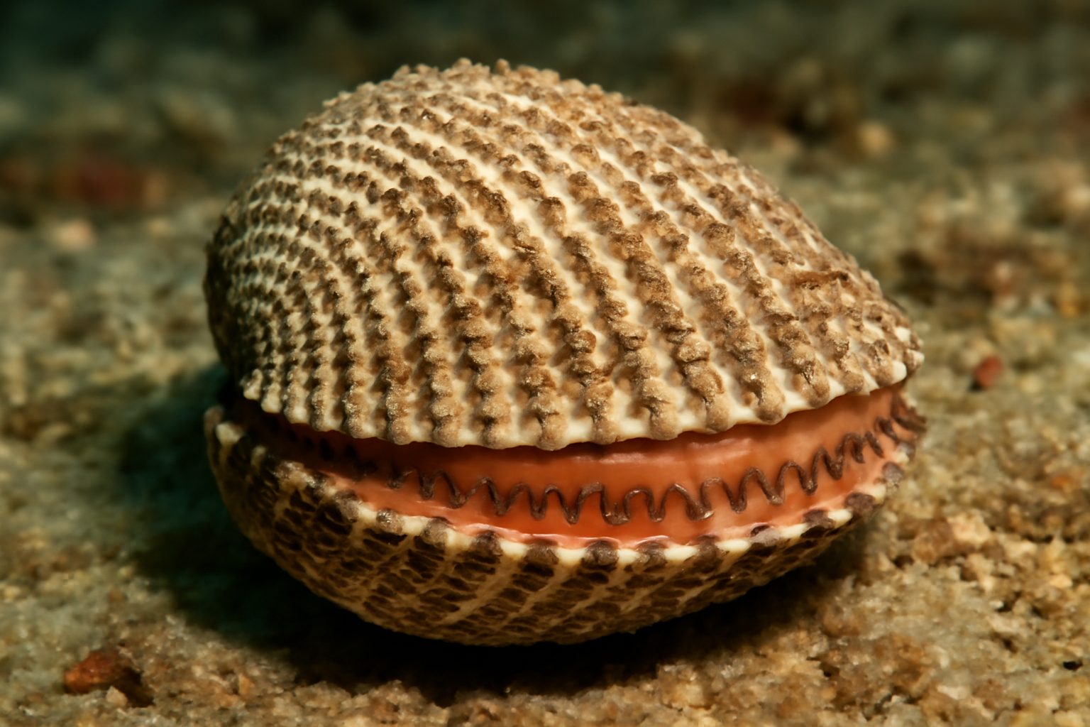 Thick Ark Clam