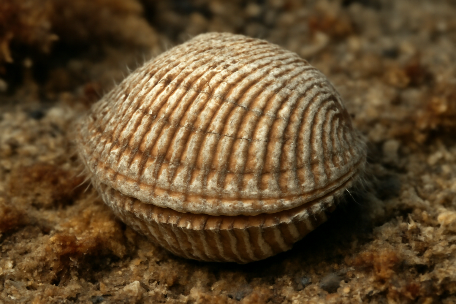 Decussate Ark Clam