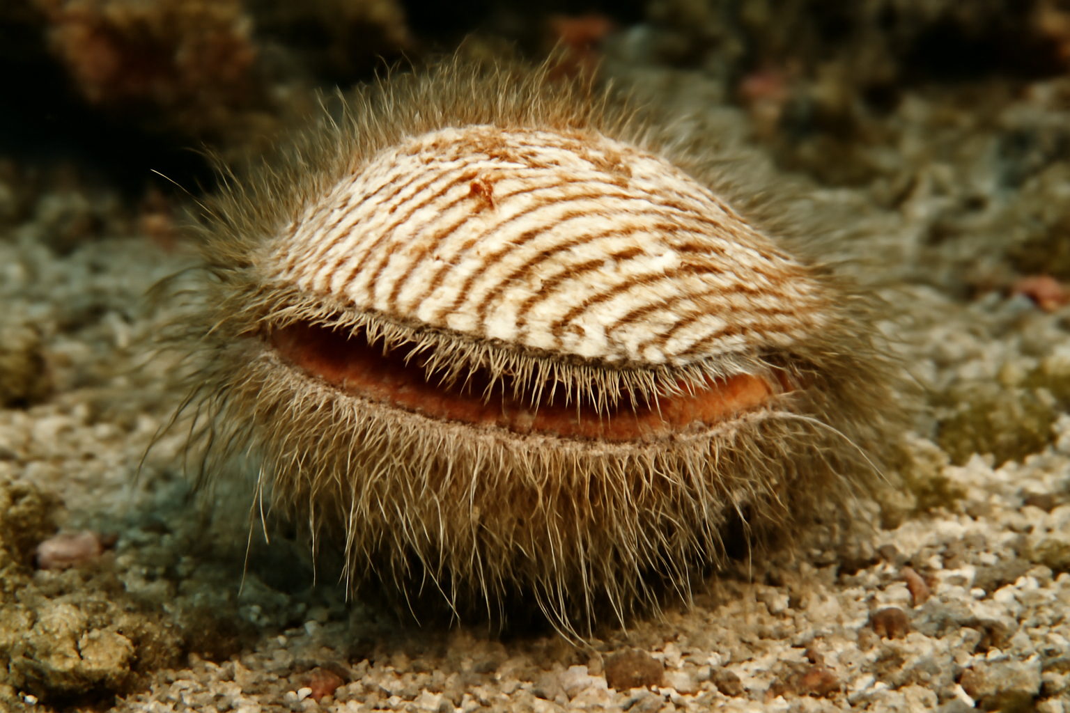 Bearded Ark Clam