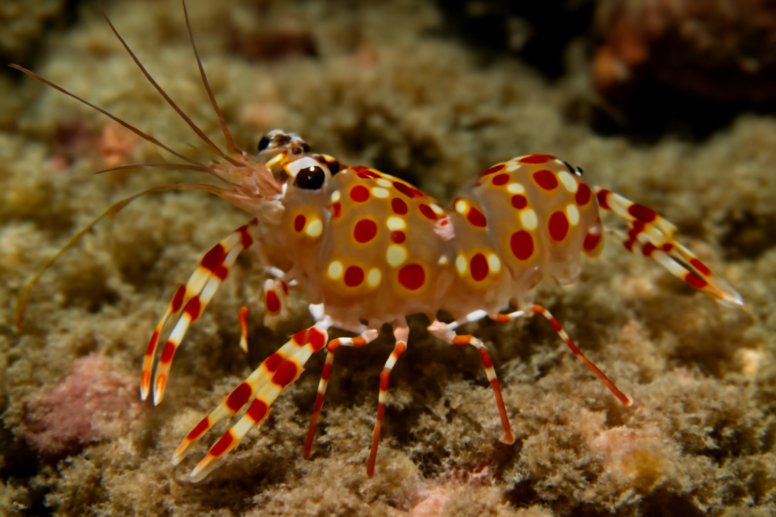 Acar's Spotted Shrimp